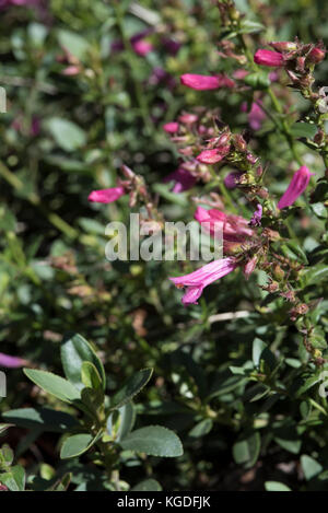 Bella orgoglio delle montagne fiori selvatici nel parco nazionale di Yosemite. Foto Stock