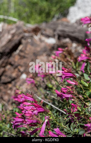 Bella orgoglio delle montagne fiori selvatici nel parco nazionale di Yosemite. Foto Stock