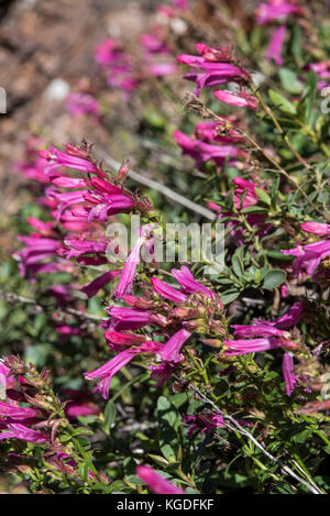 Bella orgoglio delle montagne fiori selvatici nel parco nazionale di Yosemite. Foto Stock