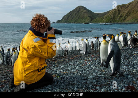 Donna fotografie re pinguini sulla spiaggia sabbiosa di Baia, Macquarie Island, in Australia. Foto Stock