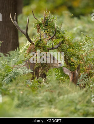 Il cervo (Cervus elaphus), feste di addio al celibato durante la routine con bracken nei palchi, England, Regno Unito Foto Stock
