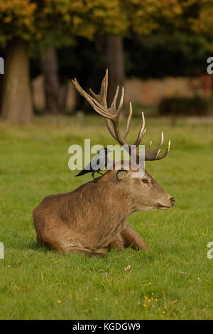 Taccola (Corvus monedula), guardando per le zecche su Red Deer stag, Cervus elaphus, England, Regno Unito Foto Stock