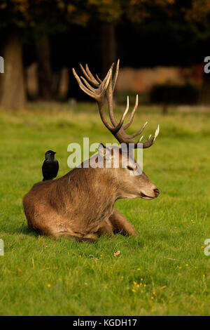 Taccola (Corvus monedula), si nutrono di zecche e altri invertebrati su Red Deer stag, Cervus elaphus, England, Regno Unito Foto Stock