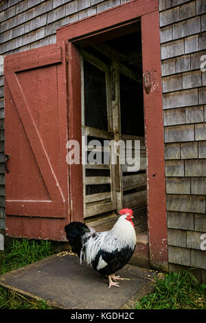 Il Ross Farm Museum è un'azienda agricola del patrimonio culturale di New Ross, Nuova Scozia, Canada. Foto Stock