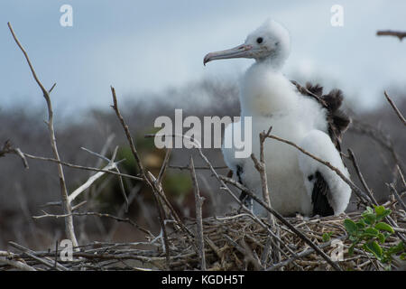 Una neonata della magnifica frigatebird (Fregata magnificens). Non è ancora in grado di volare, alla fine si trascorrono la maggior parte del suo tempo in aria. Foto Stock