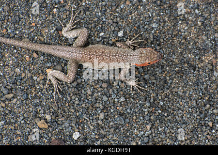 Un flusso di lava lizard (Microlophus albemariensi) è mimetizzata nel suo ambiente di sabbia, i motivi sulla sua schiena aiuto che si fondono con il suo ambiente. Foto Stock