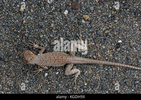 Un flusso di lava lizard (Microlophus albemariensi) è mimetizzata nel suo ambiente di sabbia, i motivi sulla sua schiena aiuto che si fondono con il suo ambiente. Foto Stock