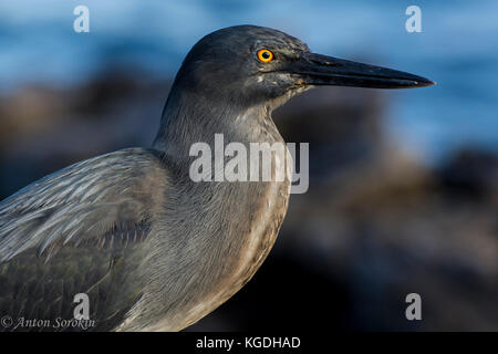 Un flusso di lava heron (Butorides sundevalli) si rilassa per un momento sulla costa alle Isole Galapagos. Foto Stock
