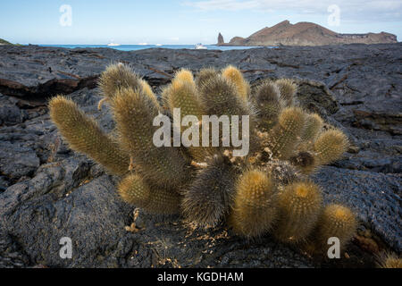 Brachycereus nesioticus noto anche come la Lava cactus è spesso il primo e unico impianto fino a mostrare ed essere in grado di sopravvivere sui nuovi flussi di lava. Foto Stock