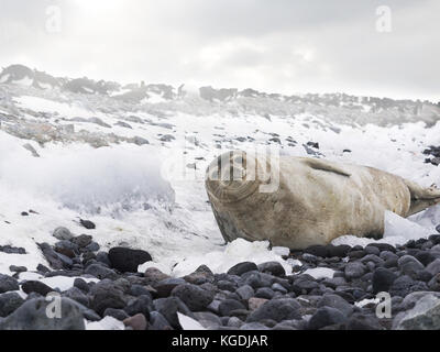 Angolo basso, vista ravvicinata di un adulto guarnizione di weddell giacente su di una spiaggia di ciottoli e neve, rendendo il contatto visivo con la telecamera. paulet island, l'ANTARTIDE. Foto Stock