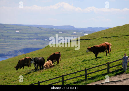 Il pascolo di bestiame sulla collina cime delle scogliere di Moher, County Clare, Irlanda Foto Stock