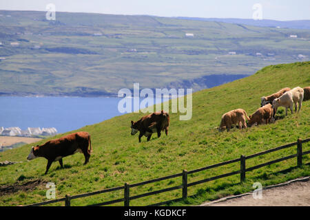 Il pascolo di bestiame sulla collina cime delle scogliere di Moher, County Clare, Irlanda Foto Stock