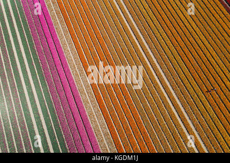 I lavoratori di coloratissimi campi di tulipani, edendale, southland, South Island, in Nuova Zelanda - antenna fuco Foto Stock