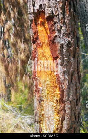 La resina gocciola da un pino. Taglia nella corteccia. Foresta mediterranea, in Spagna. Giorno di sole dell'ora estiva. Scena colorata. Messa a fuoco soft. Foto Stock
