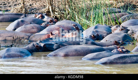 Famiglie di ippopotamo (ippopotamo anfibi) resto in st. lucia estuary in Sud Africa. Foto Stock