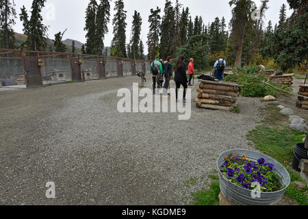 Sled Dog, slitta trainata da cani, cane, parco i visitatori, kennel, fossa di scolo del cane, denali, Parco Nazionale di Denali, Alaska, Stati Uniti d'America Foto Stock