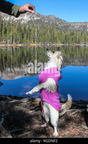 Il cucciolo si erge sulle zampe posteriori presso il lago Mamie nel bacino dei laghi Mammoth a Mammoth Lakes, California Foto Stock