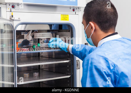 Giovane ricercatore del laboratorio di introdurre una cultura cellulare matraccio in un incubatore Foto Stock