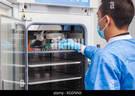 Giovane ricercatore del laboratorio di introdurre una cultura cellulare matraccio in un incubatore Foto Stock