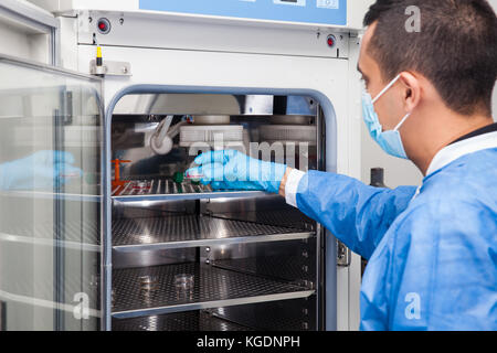 Giovane ricercatore del laboratorio di introdurre una capsula di petri in un incubatore Foto Stock