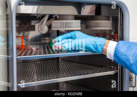 Giovane ricercatore del laboratorio di introdurre una capsula di petri in un incubatore Foto Stock