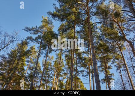Alti alberi di pino Foto Stock