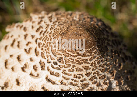 Macro tappo naturale parasol (fungo macrolepiota procera) luce solare Foto Stock