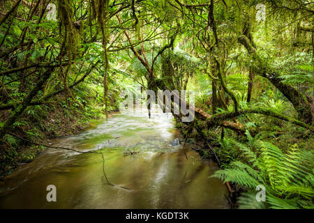 Piccolo ruscello o brook nel cuore della foresta di pioggia in Nuova Zelanda Foto Stock