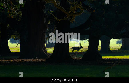 Daini Cervus dama silhouette Foto Stock