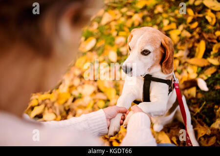 Un senior donna in sedia a rotelle con il cane in autunno la natura. Foto Stock