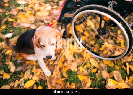 Un senior donna in sedia a rotelle con il cane in autunno la natura. Foto Stock