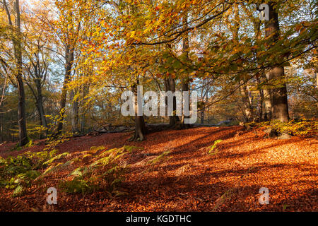 Il sole illumina i colori dell'autunno nella foresta di Epping vicino a Londra in una fredda e la mattina di sole Foto Stock