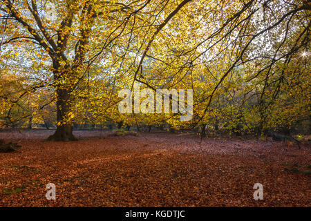 Il sole illumina i colori dell'autunno nella foresta di Epping vicino a Londra in una fredda e la mattina di sole Foto Stock