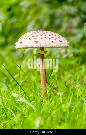 Bassa angolazione di un fungo ombrellino in ambiente verde Foto Stock