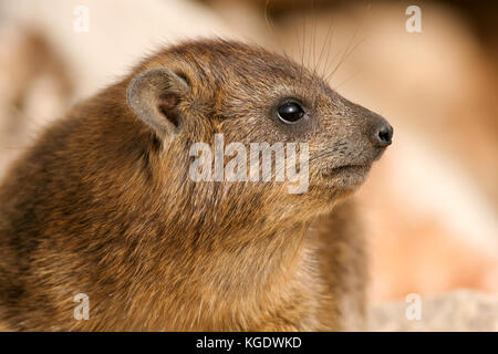 Israele, il deserto della Giudea, rock hyrax, (Procavia capensis) Foto Stock