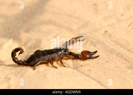 Israeliano scorpione nero (scorpio maurus fuscus) su una duna di sabbia fotografato in Israele in estate settembre Foto Stock