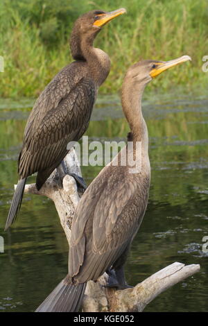 Due doppie cormorani crestato rilassante su un ramo di albero in mezzo al fiume Charles. Foto Stock