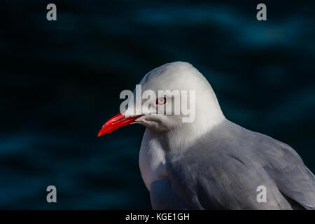 Primo piano del gabbiano d'argento (Chroicocephalus novaehollandiae) Foto Stock