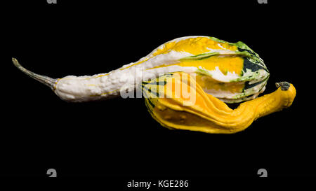 Bianco Giallo e verde zucche ancora in una vita. Foto Stock