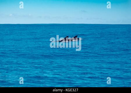 Breve alettato balene pilota nell'Oceano Atlantico vicino all isola di Pico Foto Stock