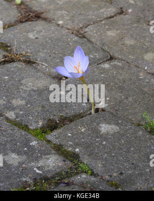 Una fioritura autunnale fiore Crocus costringe la sua strada attraverso la pavimentazione in mattoni. Bedgebury Forest, Kent, Inghilterra. Regno Unito. Foto Stock