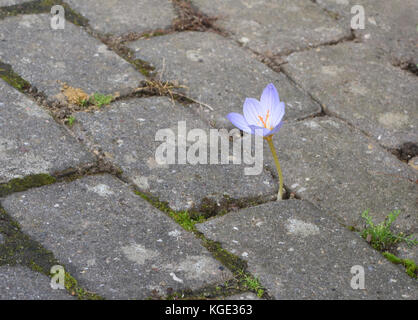 An autumn flowering crocus flower forces its way through brick paving. Bedgebury Forest, Kent, England. UK. Foto Stock