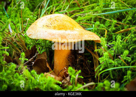 Dettaglio di pino rosso fungo (Lactarius deliciosus) nel verde muschio. Noto anche come zafferano latte cap. Molto popolare in spagnolo e cucina catalana. Foto Stock