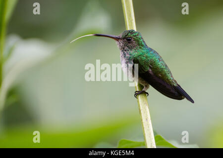 Un colibrì posatoi e mostra la sua lunga e suggestiva la linguetta che si utilizza per alimentare il nettare dei fiori. Foto Stock