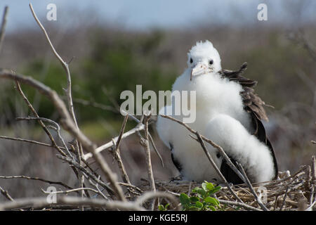 Una neonata della magnifica frigatebird (Fregata magnificens). Non è ancora in grado di volare, alla fine si trascorrono la maggior parte del suo tempo in aria. Foto Stock