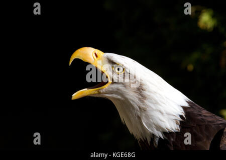Il grande capo bianco di l'aquila calva come ella fa un orecchio piercing cry, becco aperto Foto Stock