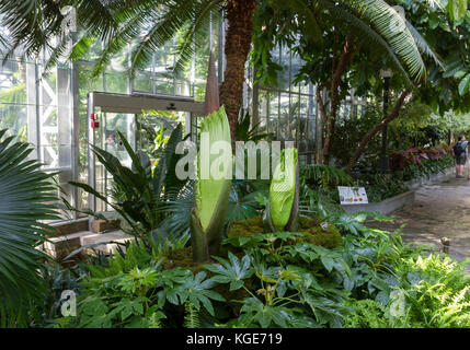 Una coppia di Titan Arum le piante all'interno gli Stati Uniti Giardino Botanico in Washington DC, Stati Uniti. Foto Stock