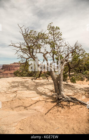 Il parco nazionale di Canyonlands. utah parchi nazionali. canyon, sentieri,ponti naturali, formazioni rocciose e di campagna. Foto Stock