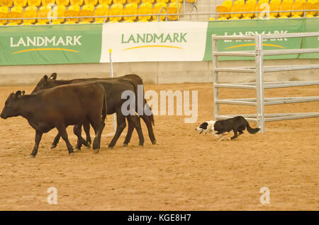 Bestiame prove del cane in un arena al coperto. Tamworth Australia. Foto Stock