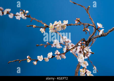 Blooming ramo di albero di albicocche Foto Stock